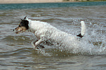 hundefotos parson_russell_terrier