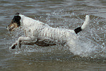 hundefotos parson_russell_terrier