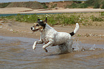 hundefotos parson_russell_terrier