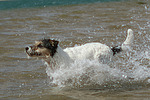 hundefotos parson_russell_terrier