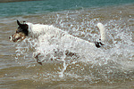 hundefotos parson_russell_terrier
