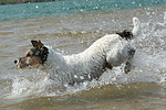 hundefotos parson_russell_terrier