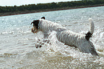 hundefotos parson_russell_terrier