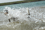 hundefotos parson_russell_terrier