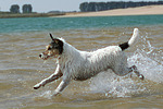 hundefotos parson_russell_terrier