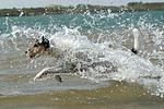 hundefotos parson_russell_terrier