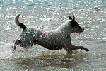 hundefotos parson_russell_terrier