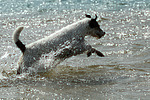 hundefotos parson_russell_terrier