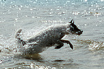 hundefotos parson_russell_terrier
