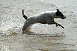 hundefotos parson_russell_terrier