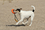 hundefotos parson_russell_terrier