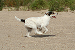 hundefotos parson_russell_terrier