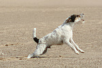 hundefotos parson_russell_terrier