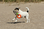 hundefotos parson_russell_terrier