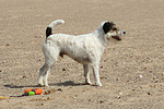 hundefotos parson_russell_terrier