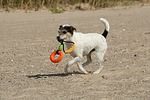 hundefotos parson_russell_terrier