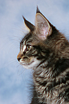katzenfotos maine_coon