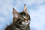 katzenfotos maine_coon