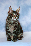 katzenfotos maine_coon