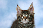 katzenfotos maine_coon
