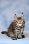katzenfotos maine_coon