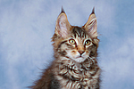 katzenfotos maine_coon