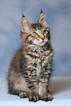 katzenfotos maine_coon
