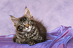 katzenfotos maine_coon