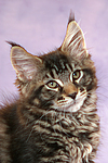 katzenfotos maine_coon