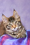 katzenfotos maine_coon