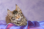 katzenfotos maine_coon