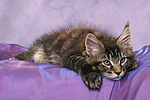 katzenfotos maine_coon