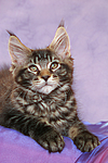 katzenfotos maine_coon