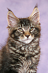 katzenfotos maine_coon