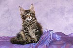 katzenfotos maine_coon