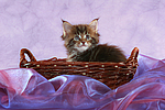 katzenfotos maine_coon