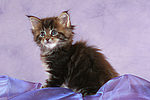 katzenfotos maine_coon