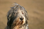 hundefotos bearded_collie