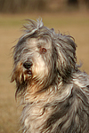 hundefotos bearded_collie