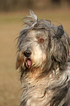 hundefotos bearded_collie