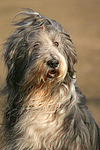hundefotos bearded_collie