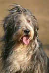 hundefotos bearded_collie