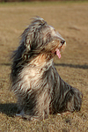 hundefotos bearded_collie