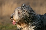 hundefotos bearded_collie