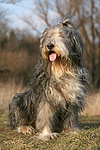 hundefotos bearded_collie