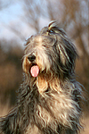 hundefotos bearded_collie