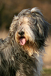 hundefotos bearded_collie