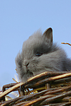 kleintierfotos kaninchen_-_loewenkoepfchen