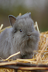 kleintierfotos kaninchen_-_loewenkoepfchen