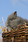 kleintierfotos kaninchen_-_loewenkoepfchen